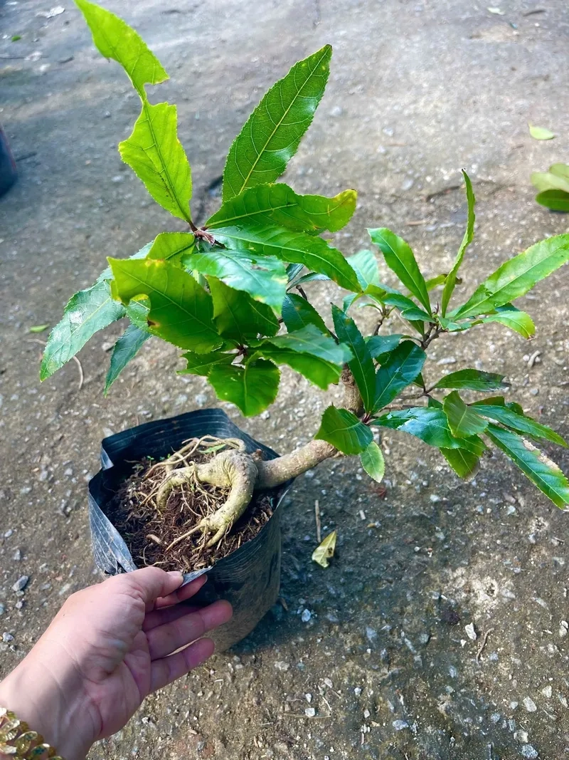 Chữa lộc vừng bị sâu lá hiệu quả