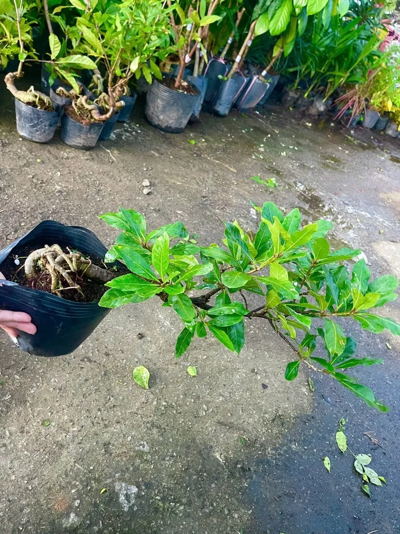 Mẹo thay nước hồ lộc vừng sạch