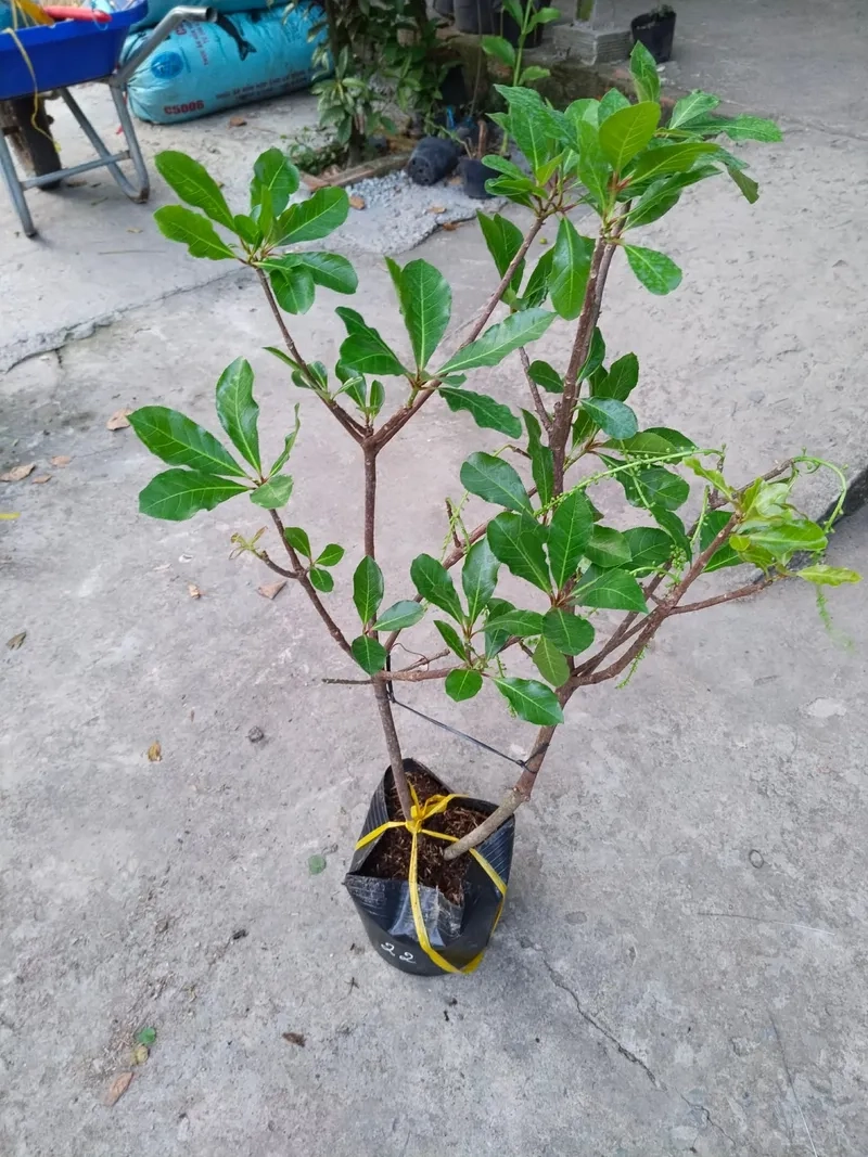 Gốc lộc vừng bám đá rêu phong