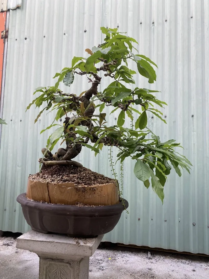 Tham khảo giá cây lộc vừng bonsai