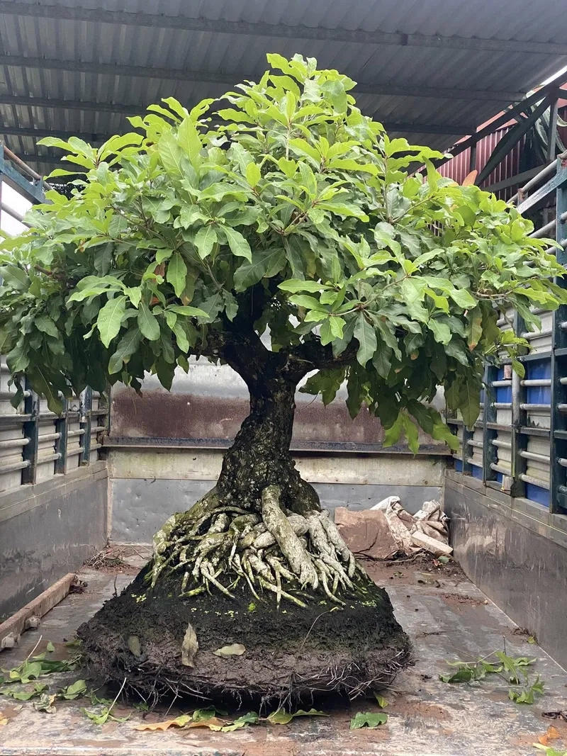 Mẹo cách làm lộc vừng ra hoa hay