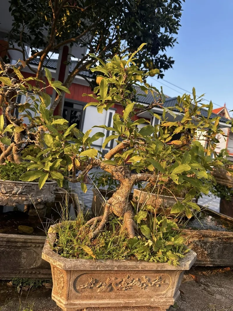 Thế lộc vừng dáng văn nhân thanh