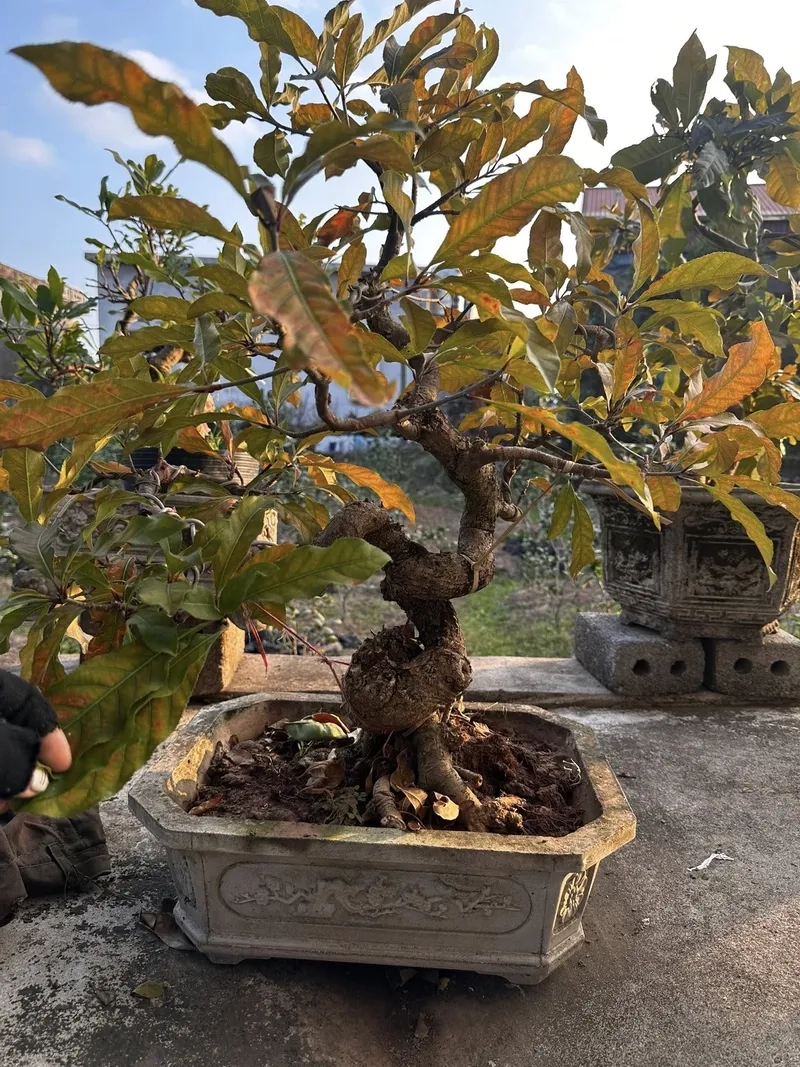 Cách chăm sóc lộc vừng trong chậu