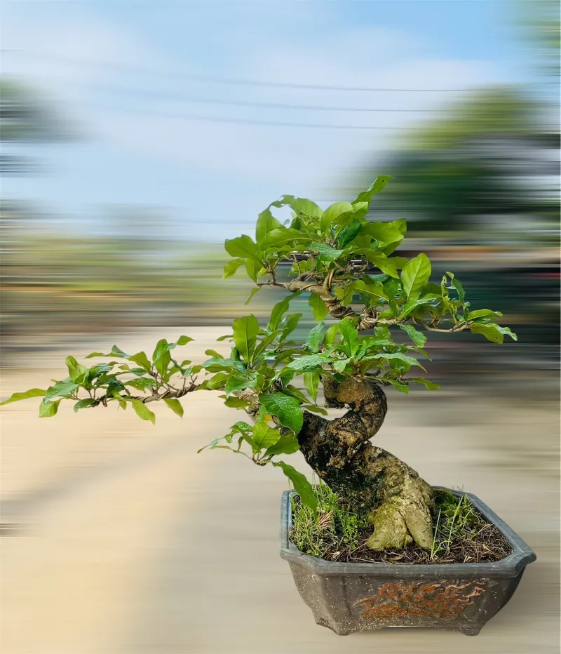 Chậu lộc vừng bonsai mini để bàn