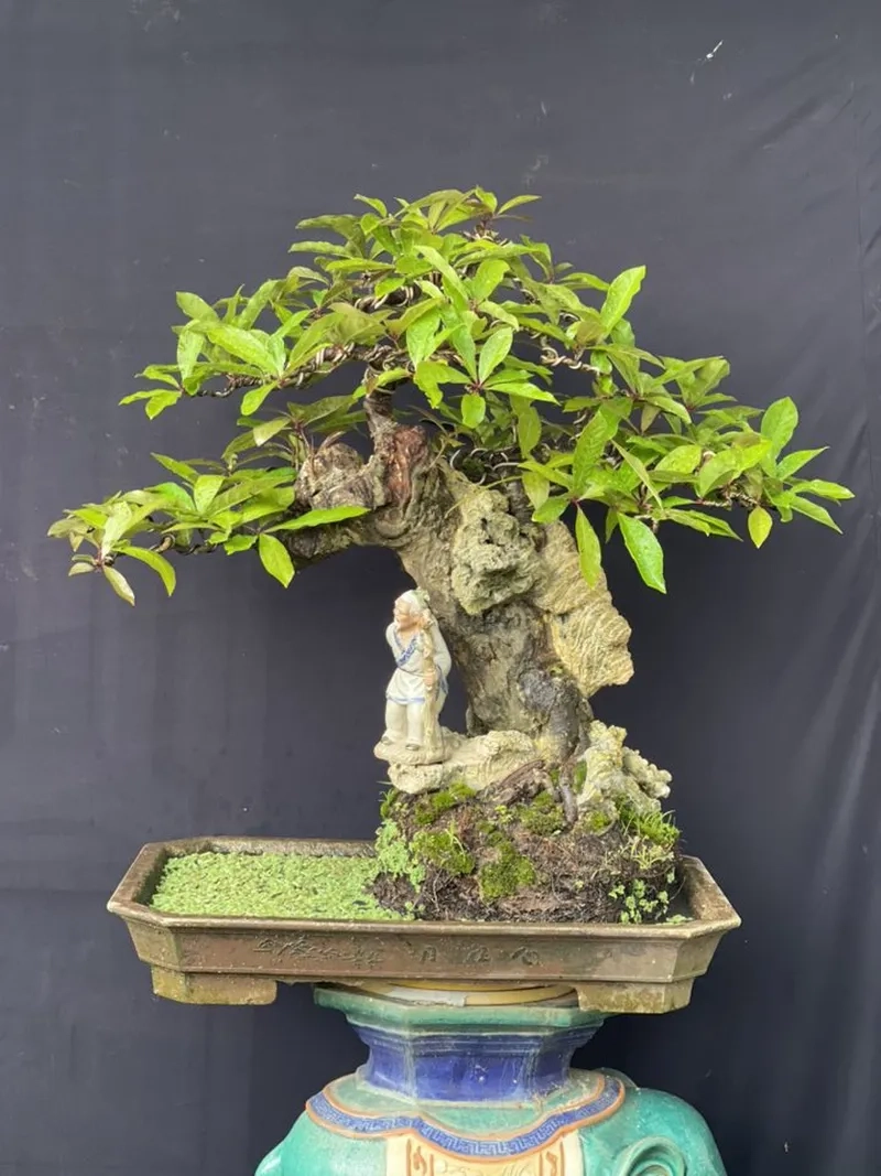 Gốc lộc vừng cổ thụ đẹp sần sùi