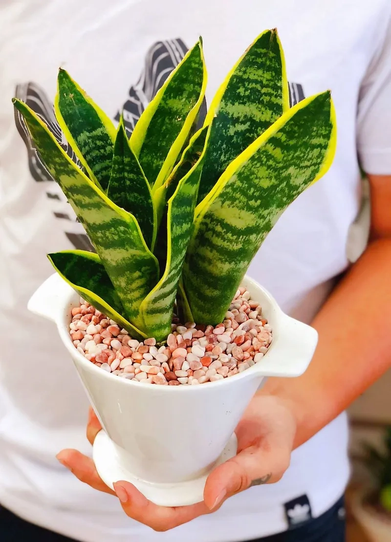 Lựa chọn đa dạng từ Cây Lưỡi Hổ cây lưỡi hổ các loại