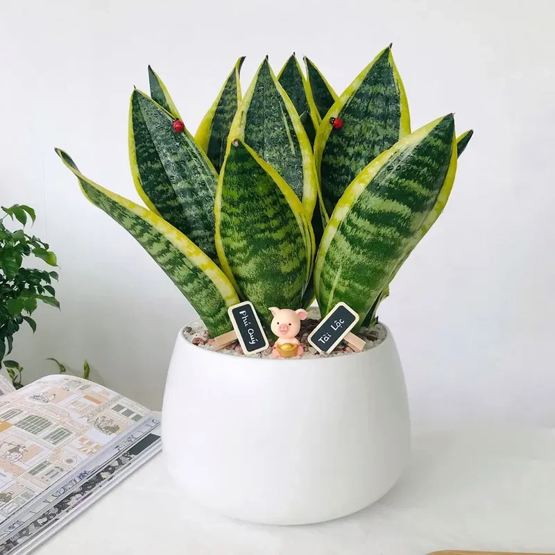 Điểm nhấn nội thất từ Cây Lưỡi Hổ cây lưỡi hổ trang trí