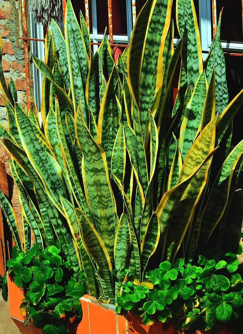 Không gian hài hòa hơn với Cây Lưỡi Hổ cây lưỡi hổ cảnh