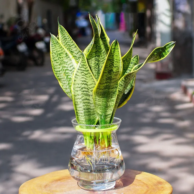 Lựa chọn quen thuộc là Cây Lưỡi Hổ cây lưỡi hổ phổ biến