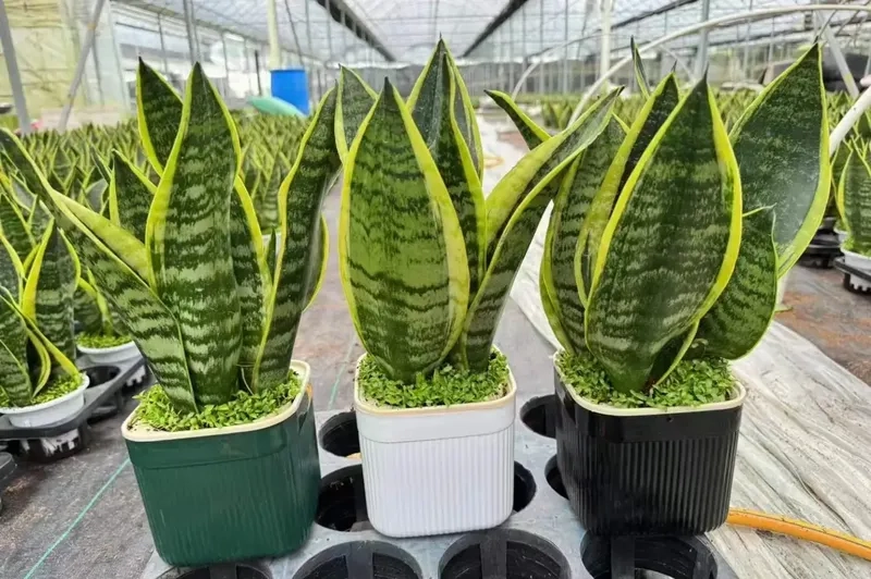 Không gian sáng hơn với Cây Lưỡi Hổ cây lưỡi hổ xanh mát