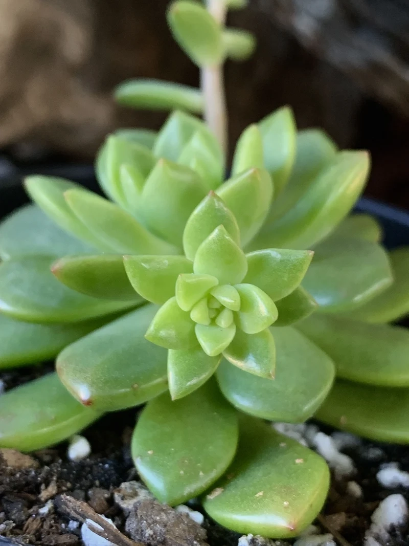 Thưởng thức cây mọng nước đẹp cho không gian xanh mát