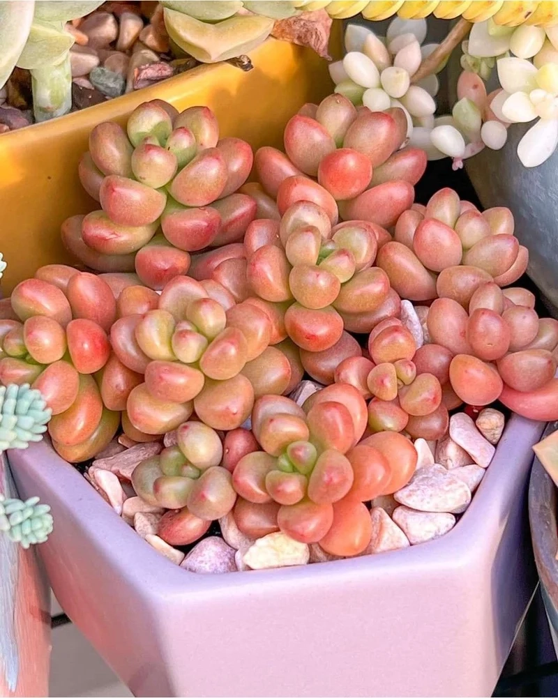 Trang trí nhà xinh hơn nhờ cây mọng nước trang trí