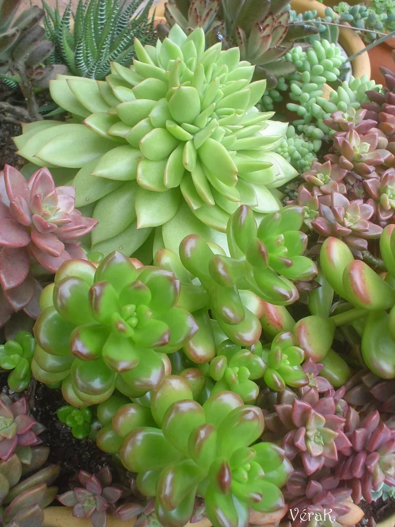 Biến góc nhà thành tác phẩm với cây mọng nước nghệ thuật