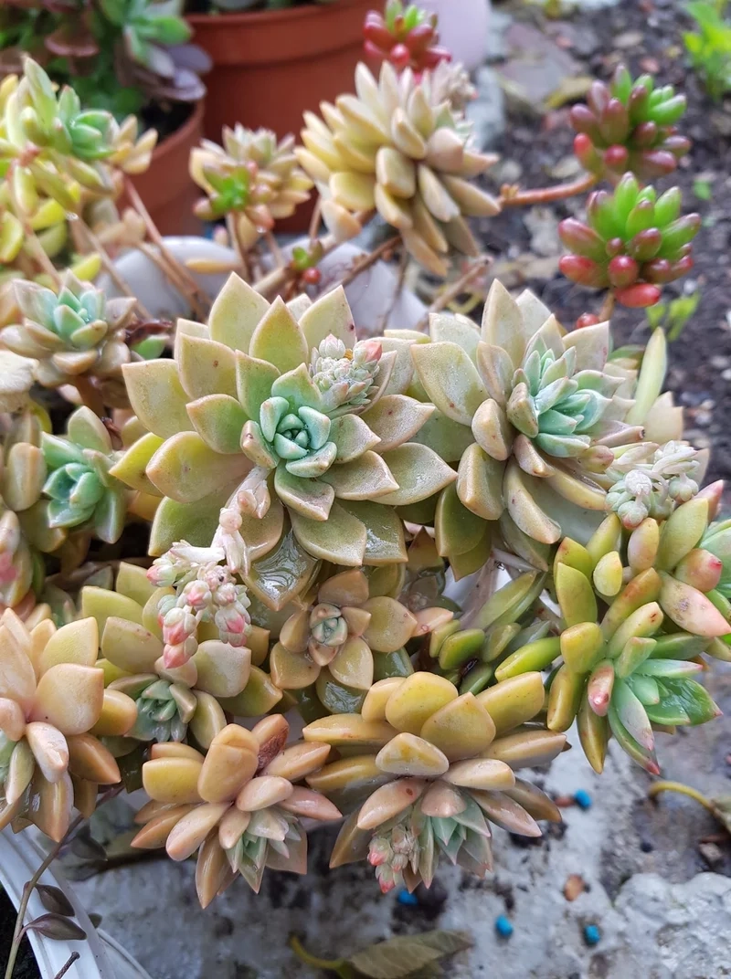 Trang trí hiện đại nhờ cây mọng nước decor