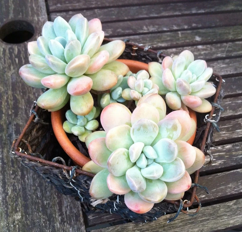 Cây mọng nước là gì và đặc điểm nổi bật