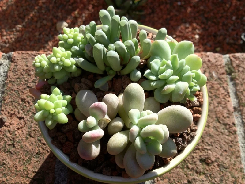 Lấy cảm hứng từ cây mọng nước pinterest xinh xắn