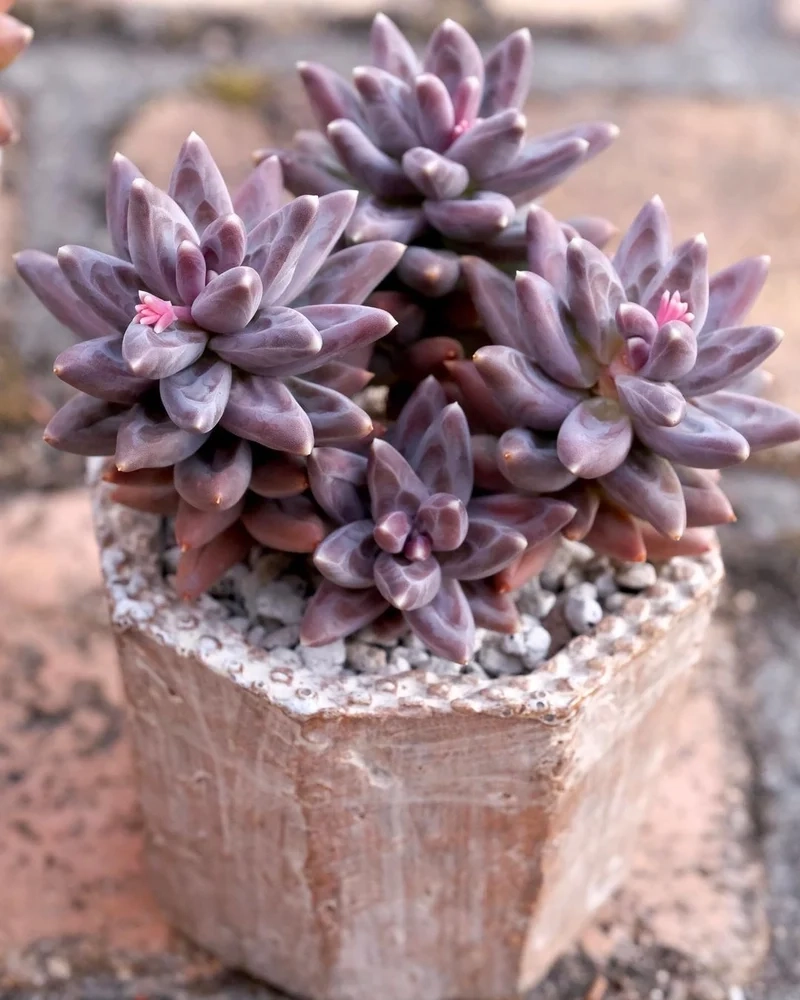 Ngắm chi tiết sắc nét với cây mọng nước hd