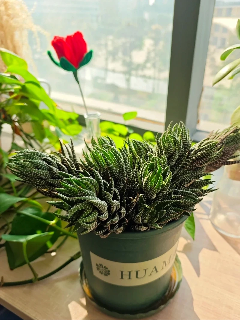 Đặc điểm nổi bật của cây Móng Rồng