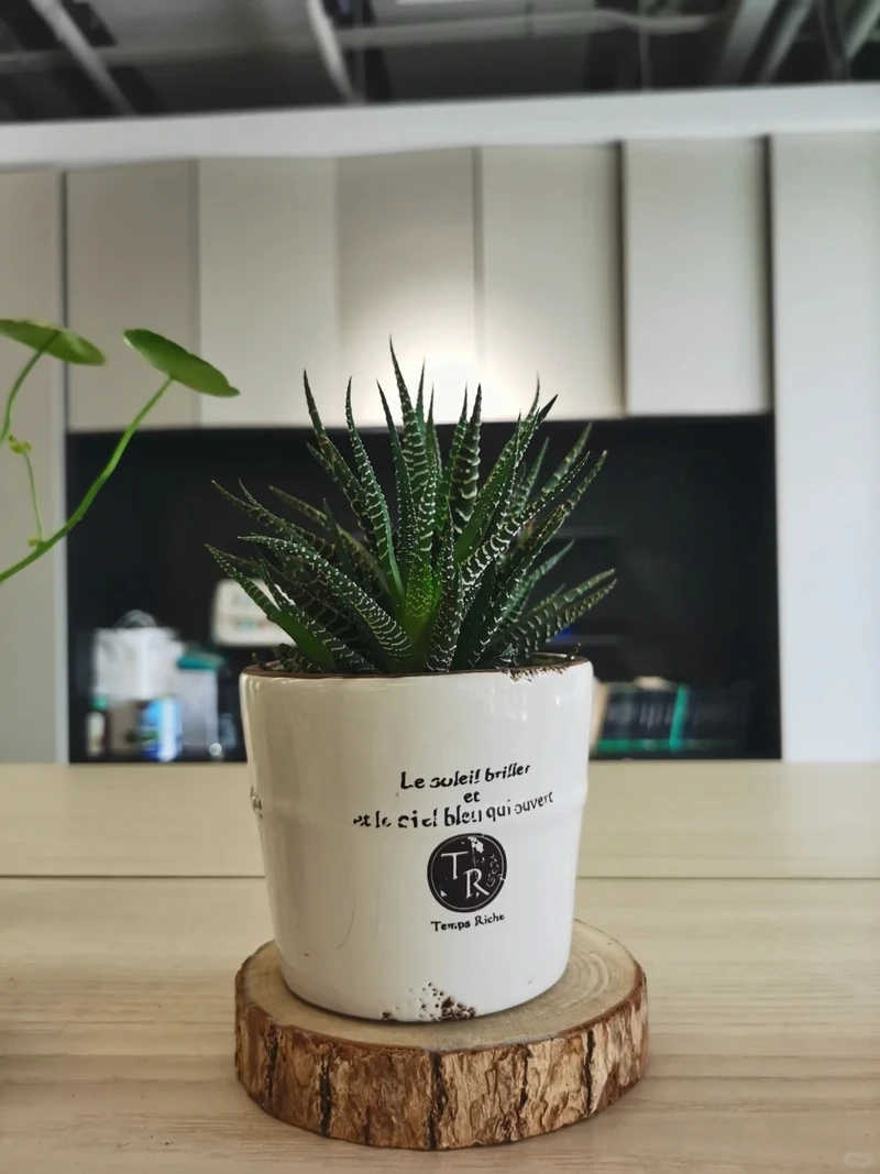 Cây móng rồng trang trí làm nổi bật góc sống