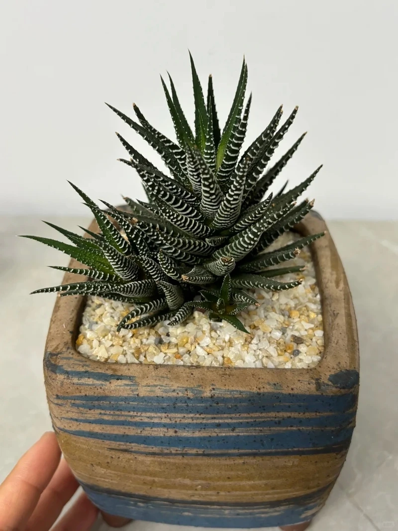 Cây móng rồng để bàn làm việc tăng cảm hứng