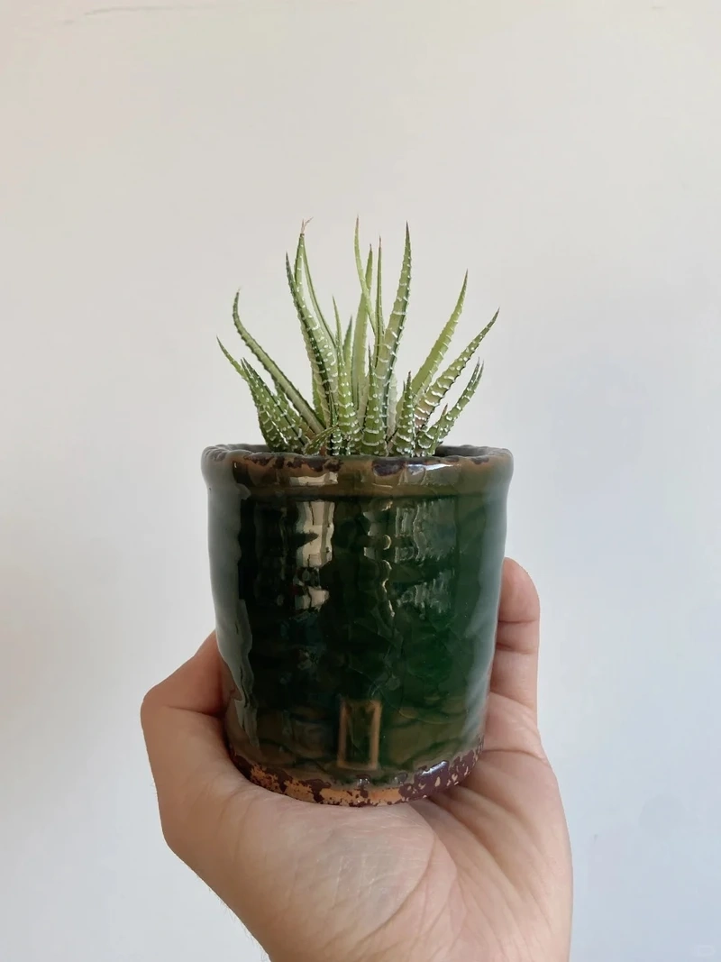 Cây móng rồng xương rồng cá tính và bền bỉ