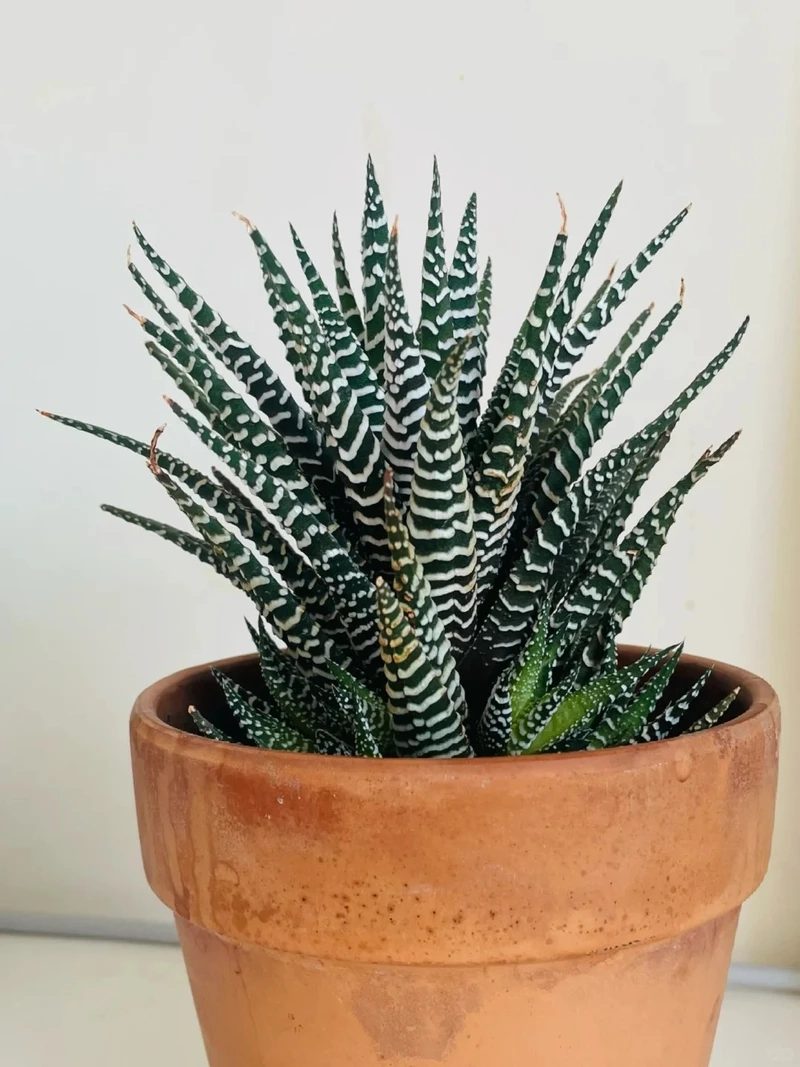 Cây móng rồng decor nhà hợp phong cách hiện đại