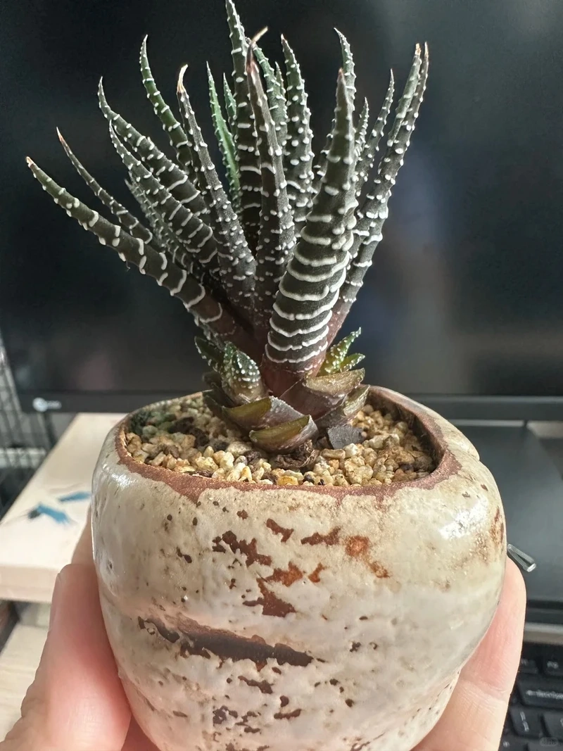 Cây móng rồng để ban công chịu nắng tốt