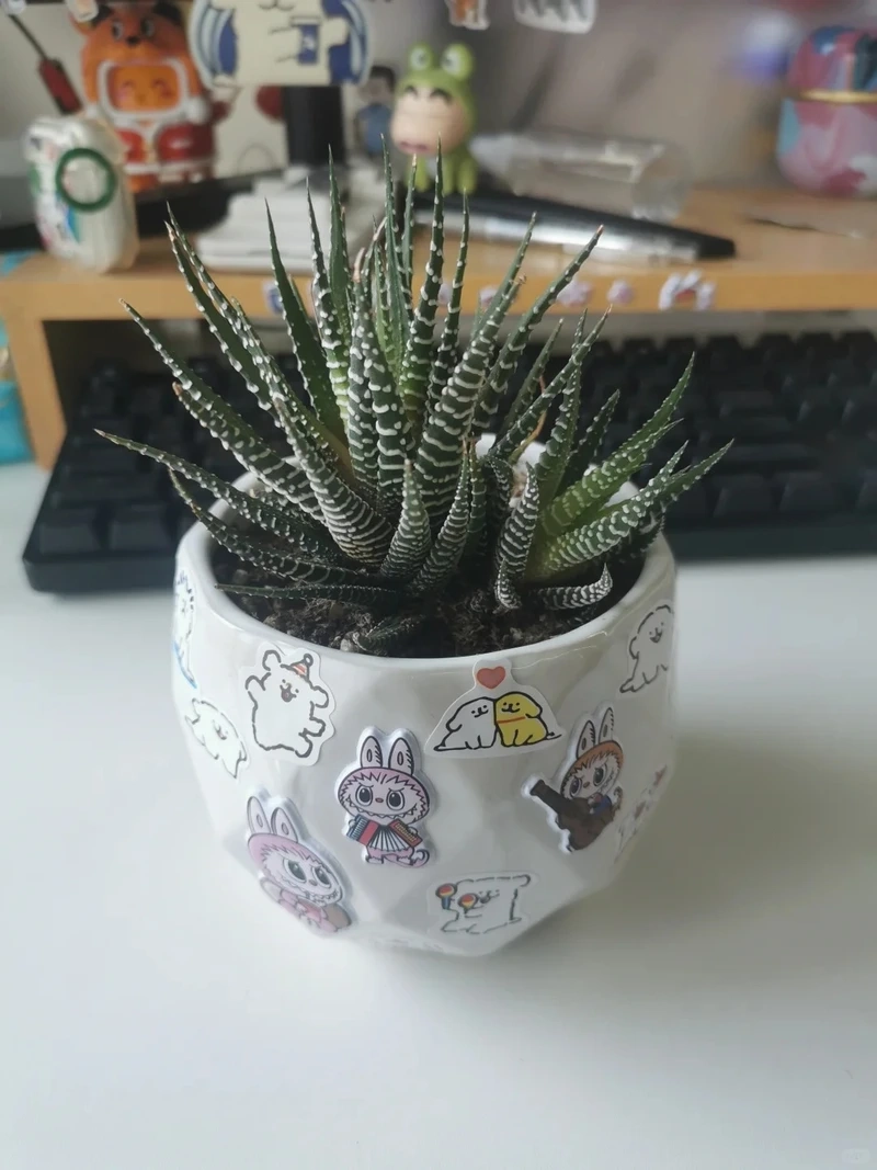 Cây móng rồng trồng chậu tiện trưng bày