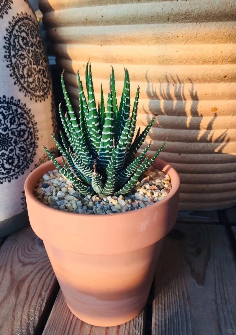 Cây móng rồng để bàn học tạo cảm giác tập trung