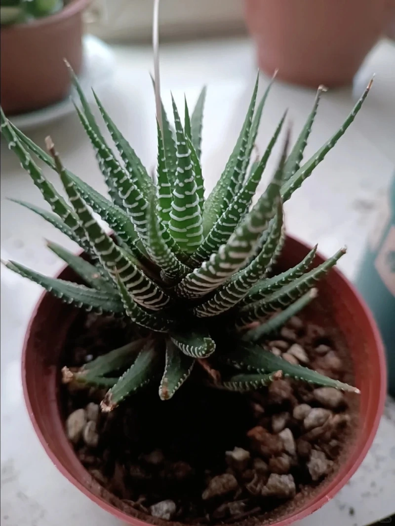 Cây móng rồng tiểu cảnh nhỏ mà ấn tượng