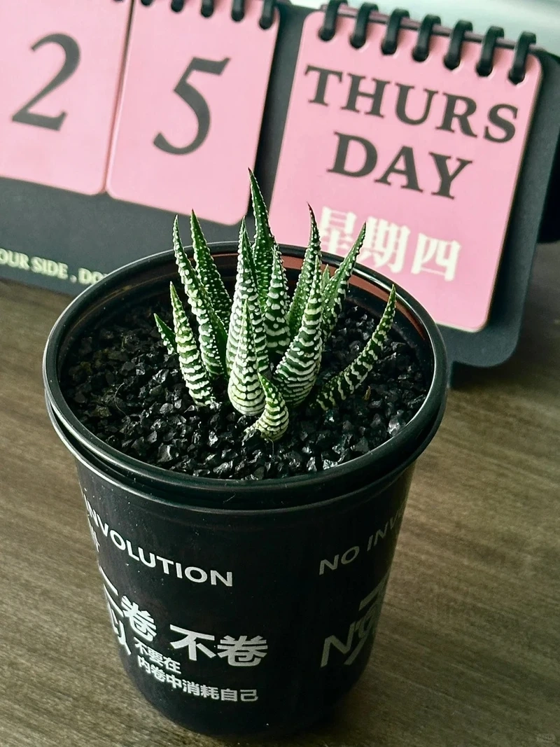 Cây móng rồng trang trí nội thất tăng tính thẩm mỹ