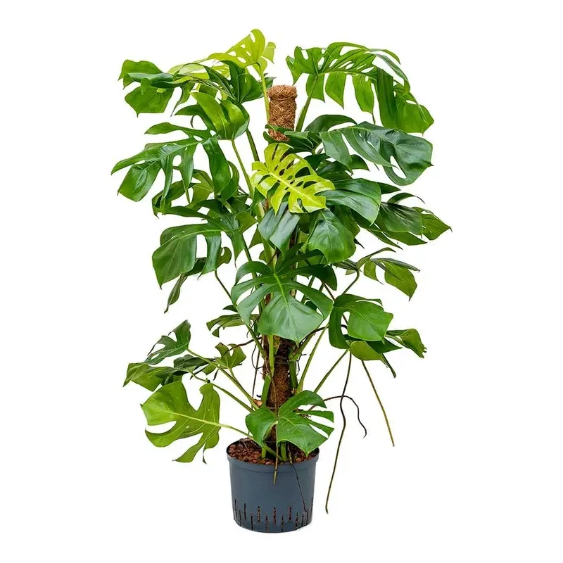 vấn đề thường gặp khi trồng Monstera
