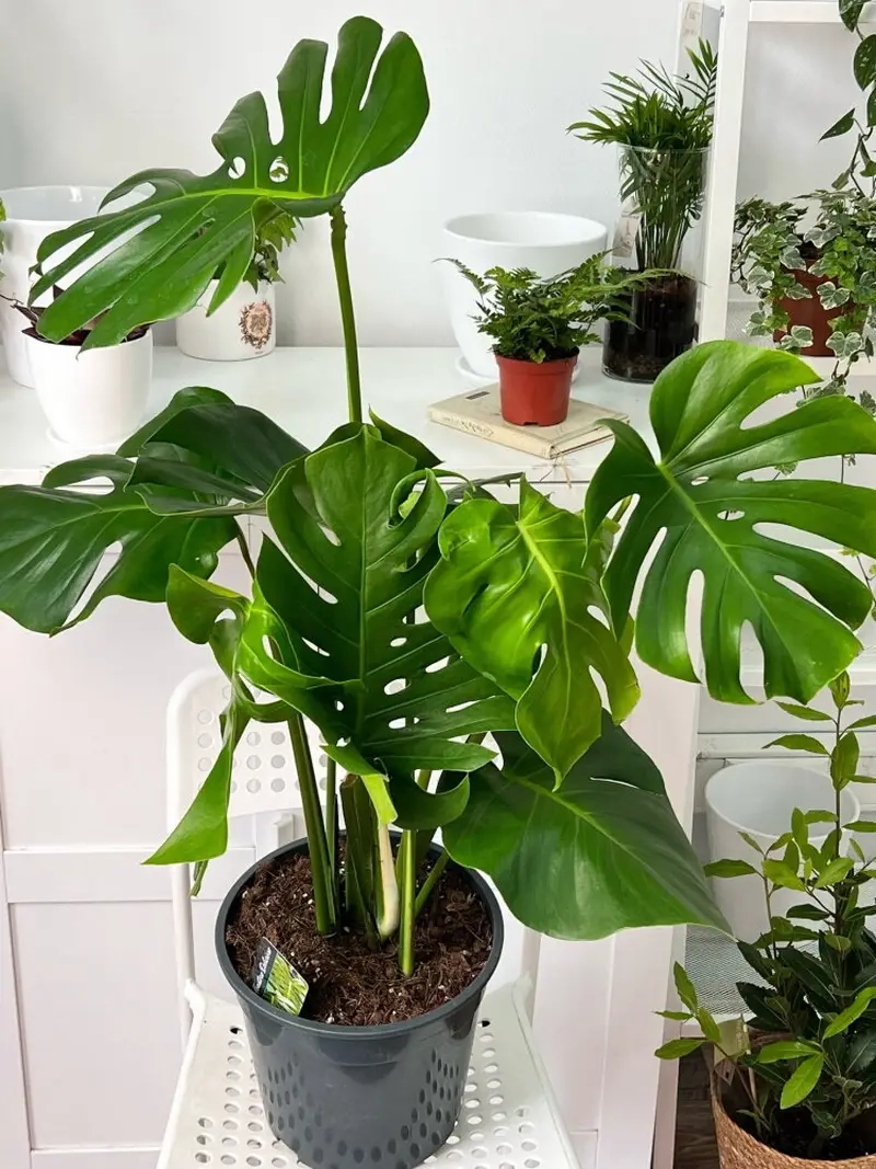 Cây Monstera mang ý nghĩa phong thủy tích cực