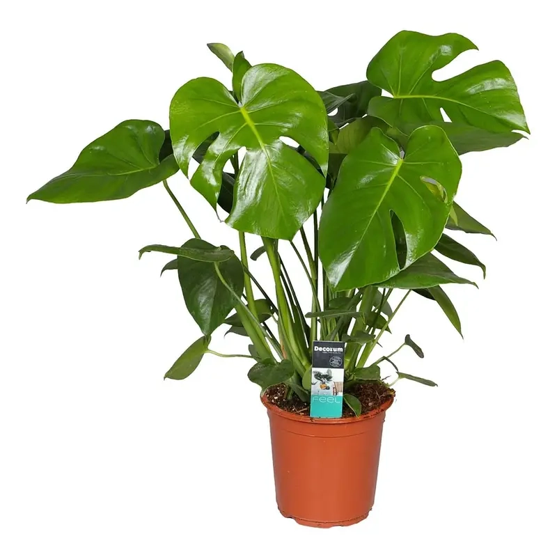 Cây Monstera hỗ trợ cải thiện không khí trong nhà