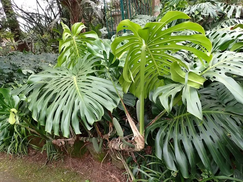 Cây Monstera phù hợp người mới chơi cây cảnh