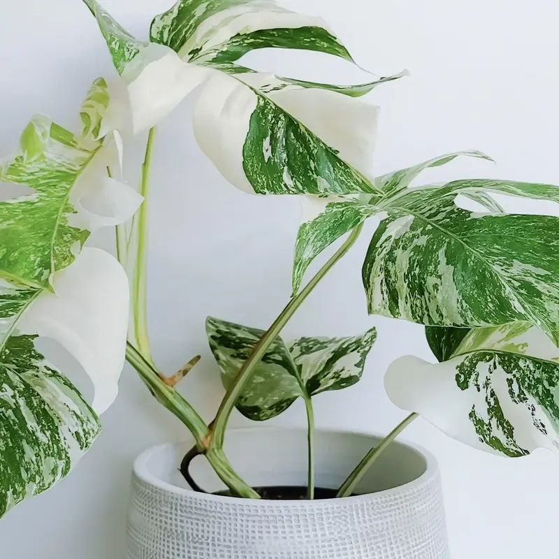 Cây Monstera đa dạng chủng loại dễ lựa chọn