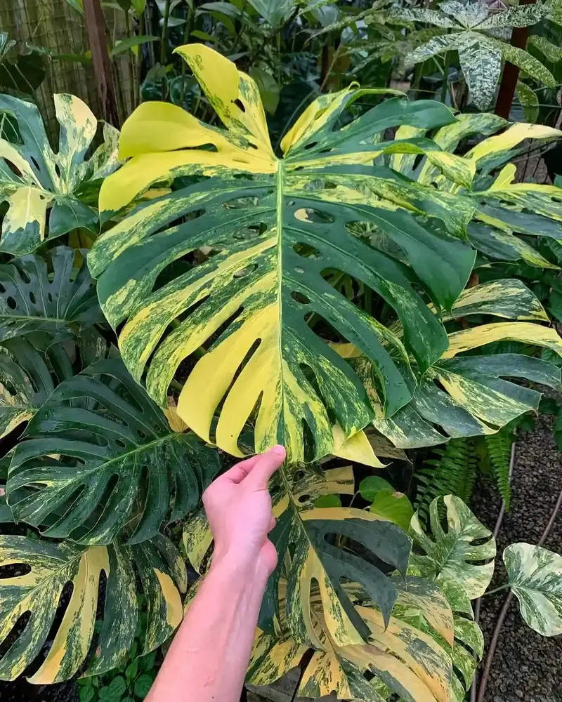 Cây Monstera nổi bật với hình dáng lá độc đáo