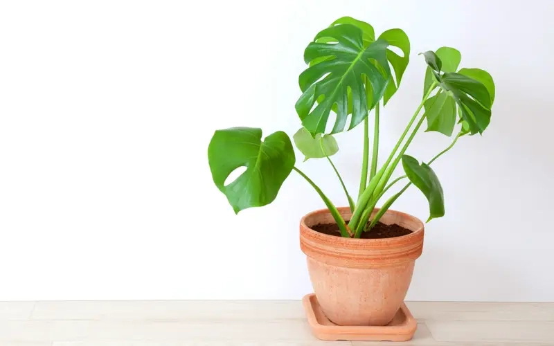 Cây Monstera mini gọn đẹp cho bàn làm việc