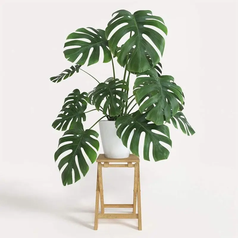 Cây Monstera phát triển khỏe với đất trồng phù hợp