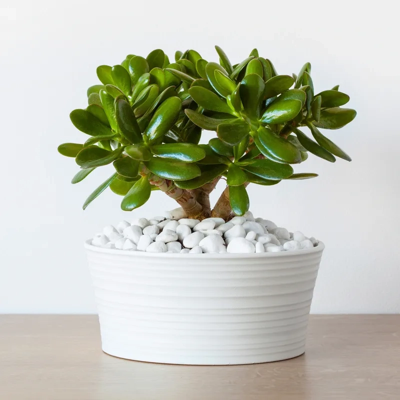 Bí quyết chăm sóc cây ngọc bích luôn xanh khỏe