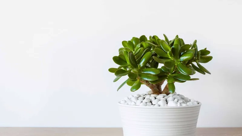 Mẫu cây cảnh ngọc bích nhỏ gọn trang trí không gian