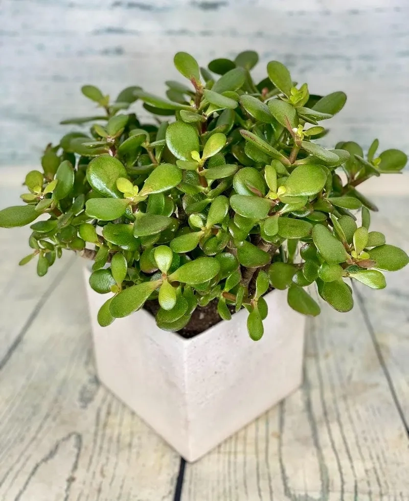 Cây ngọc bích văn phòng giúp giảm căng thẳng