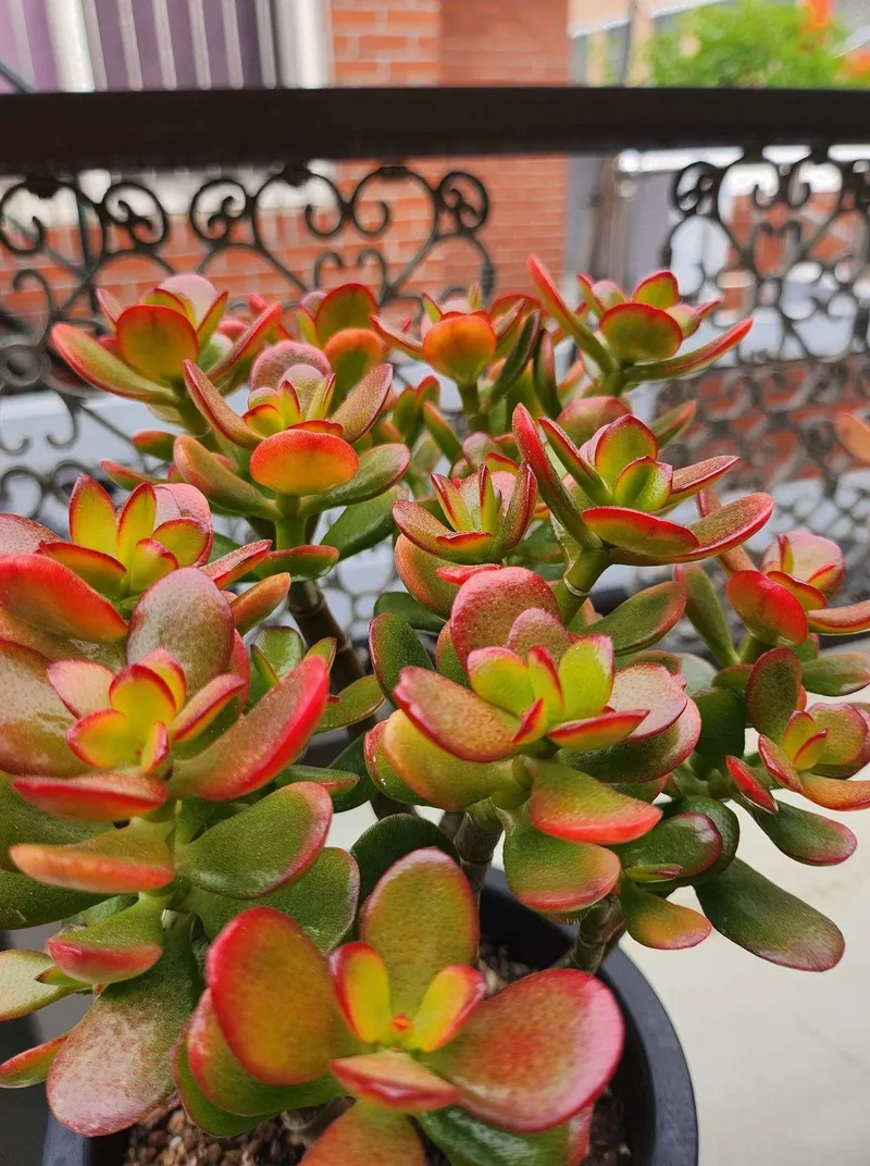 Nhiều người chọn cây ngọc bích may mắn trưng bày