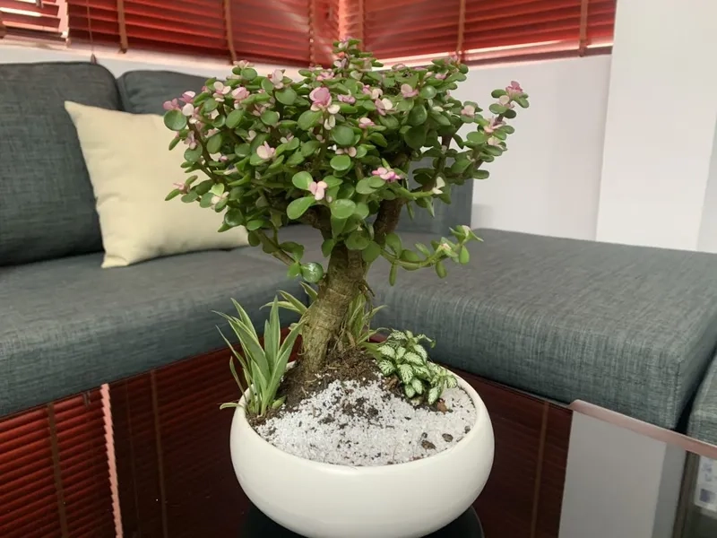 Vẻ đẹp cây ngọc bích xanh mát dễ trồng trong nhà