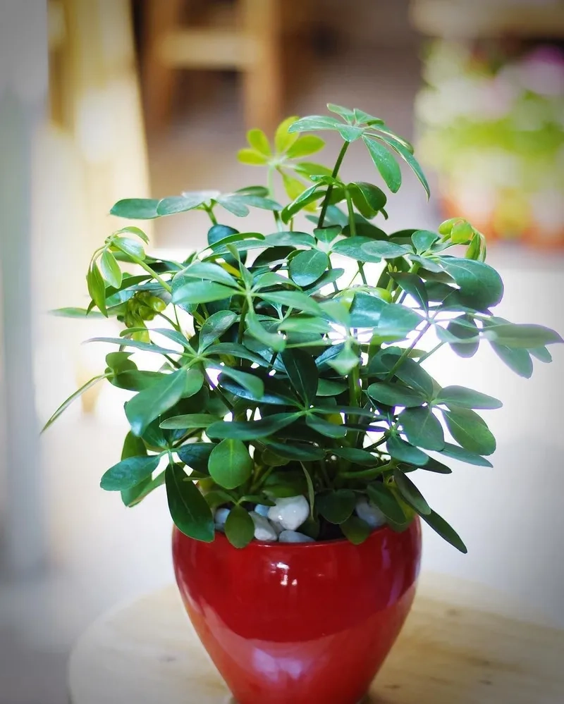 Góc sống xanh thêm sức sống nhờ cây ngũ gia bì phong thủy