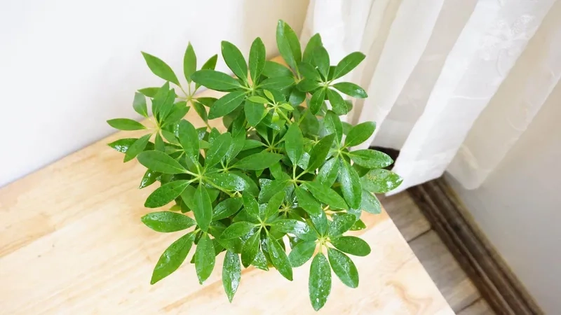 Chia sẻ kinh nghiệm chăm sóc cây ngũ gia bì dễ sống