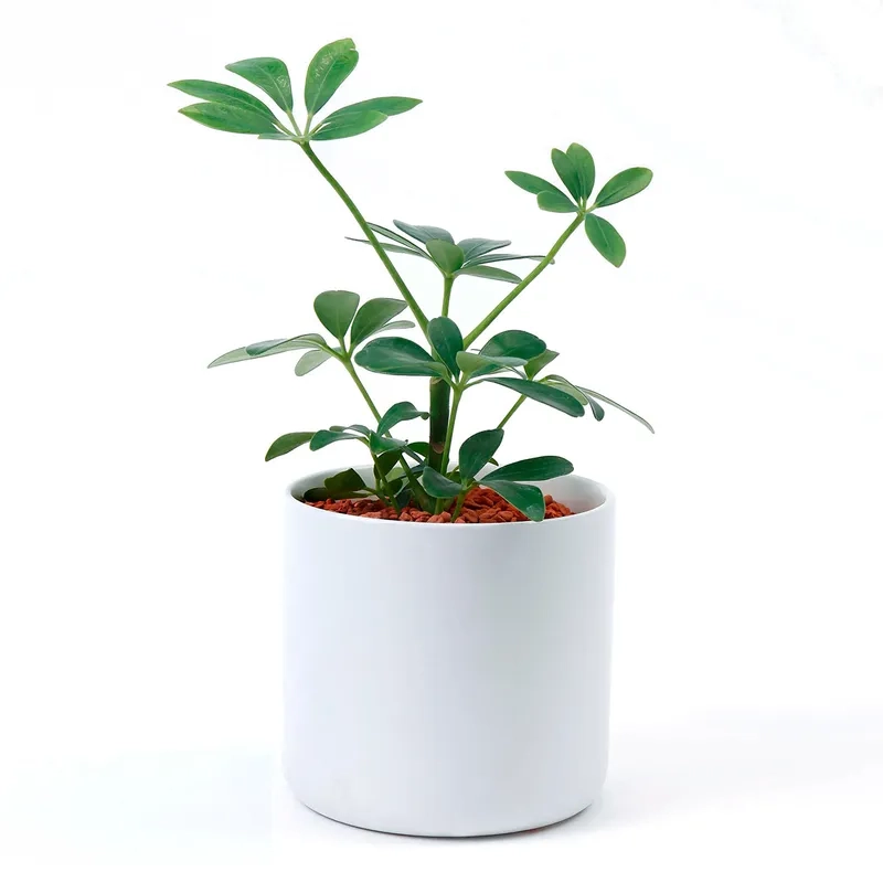 Giải pháp trồng hiệu quả cho cây ngũ gia bì luôn xanh