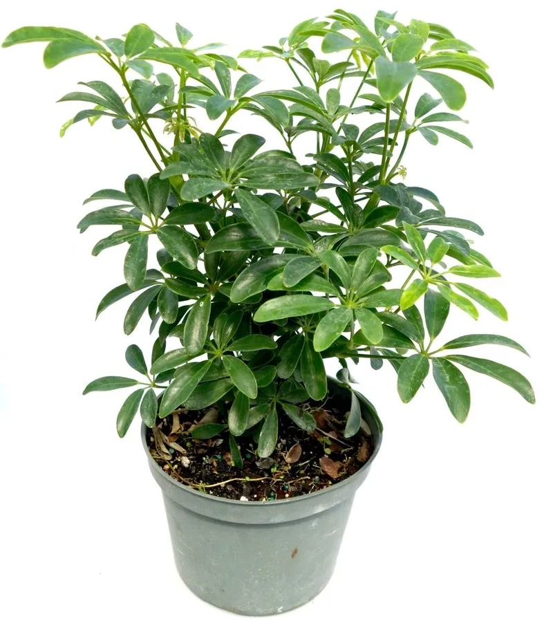 Trang trí không gian bằng cây ngũ gia bì cảnh đẹp