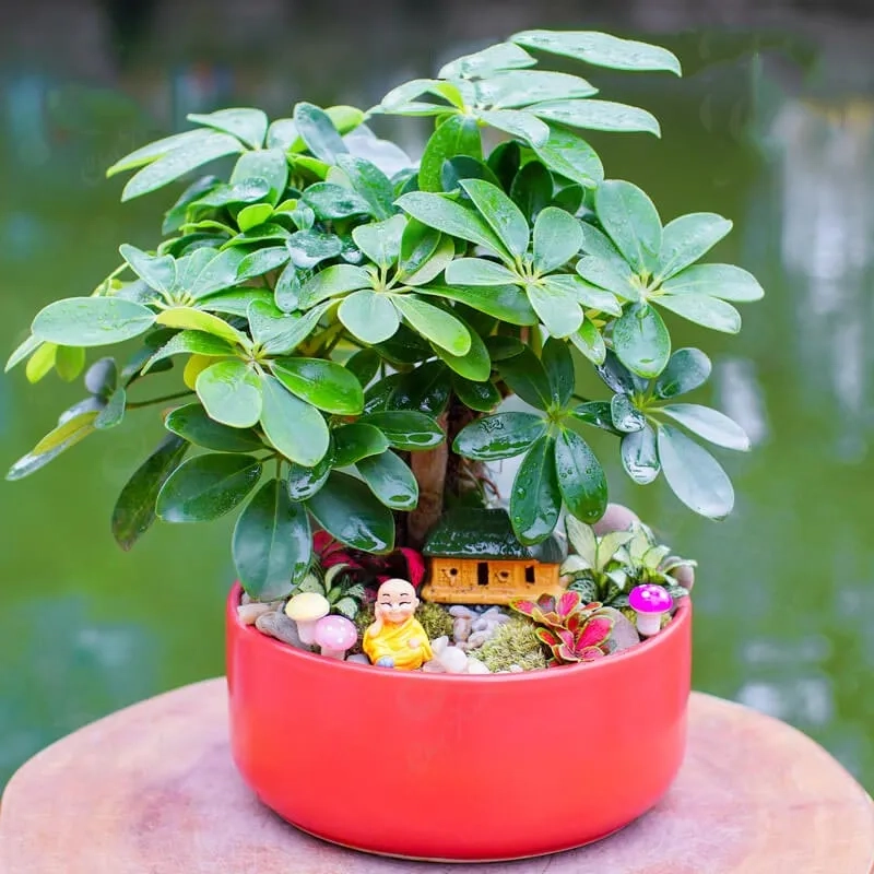 Tạo điểm nhấn mạnh mẽ với cây ngũ gia bì lớn