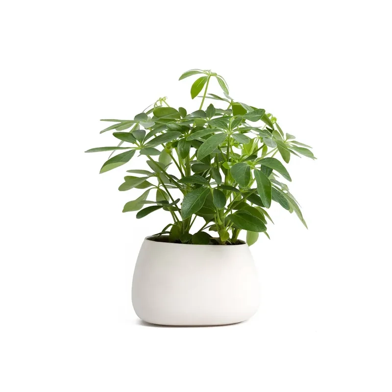 Thanh lọc không khí nhờ cây ngũ gia bì trong nhà